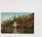 Carte postale A Rose Arbor pistes de train datées 1909 dos divisé