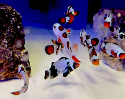 PAR DE PAYASOS DE DISEÑO DE PECES PAYASO - Surtido PotLuck (2 peces) Foto 1 de 4