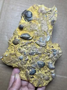 446g Devonian period Shells and coralline specimen Geologic rock - Picture 1 of 24