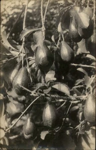 RPPC Hawaii c1910 Avocado Plant Real Photo Postcard - Picture 1 of 5