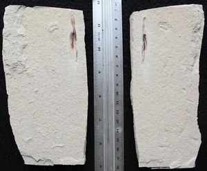 Squid 122 - Uncut Both Sides Preserved - Zero Paint - Cretaceous Fossils Lebanon - Picture 1 of 5
