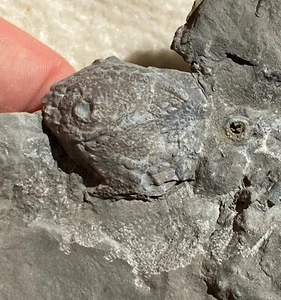 Rare Cystoid Callocystites jewetti from the Silurian Rochester Shale of New York - Picture 1 of 7