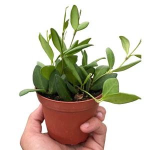 Hoya Chouke - Picture 1 of 5