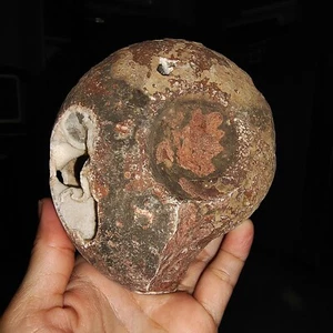 ¡INCREÍBLE AMONITA!!! FÓSIL DE METAEGOCERATIDAE EN BRUTO DE TIMOR, 110 MM - Imagen 1 de 7