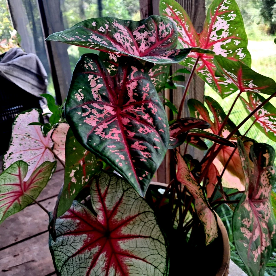 Bombillas de caladio para plantar, mezcla 6 bombillas varios colores de Florida Foto 1 de 4