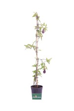 pianta di Passiflora Edulis pianta del Frutto della passione pianta rampicante