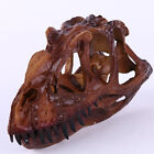 Maßstab 1:10 Dinosaurier Ceratosaurus Resin Skull Model Collectibles Brown