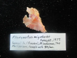 Murex (Pterynotus) miyokoae 27 mm sweet BABY rarely offered! PRIVATE COLLECTION - Picture 1 of 2