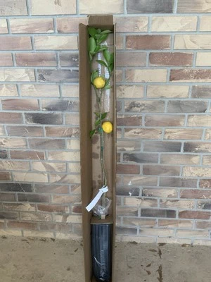 Árbol de limón Meyers (broteado) 4 pies incluyendo maceta llena de raíces saludables Foto 1 de 4