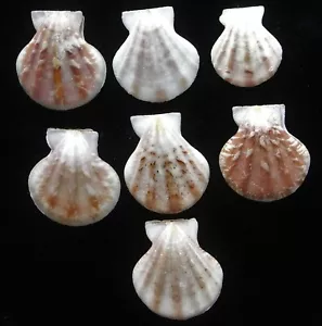 JUEGO DE 7 pliegues Decadopecten 32-40 mm gema/F++ - Imagen 1 de 5