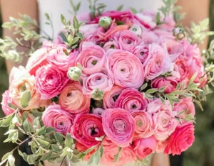 Ranunculus Flower Bulbs Pink 15 Corms Buttercup Peony Rose Wedding Cut Flowers - Picture 1 of 6