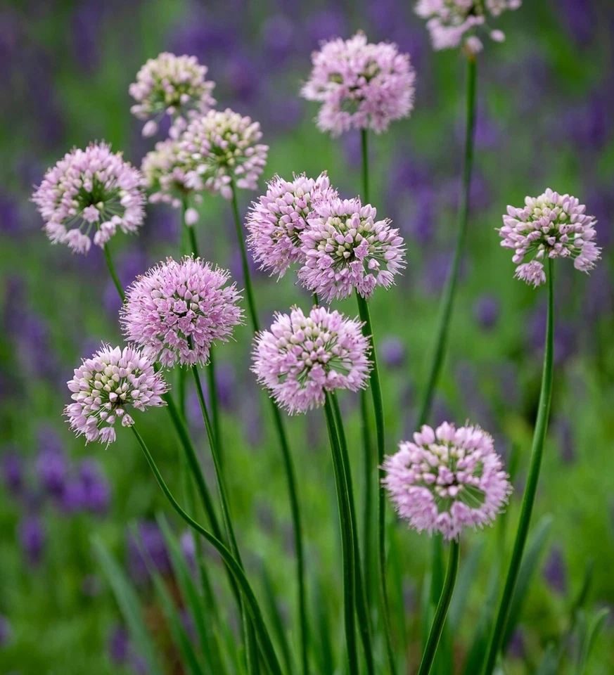 PORRO SPIGOLOSO - AGLIO TOPO - Allium angulosum 10+ semi Mouse Garlic R 175 - Immagine 1 di 1