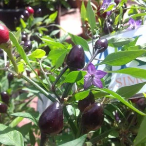 Filius Blue ,10 semillas,seeds,Capsicum annuum,cosecha propia (321) - Picture 1 of 1