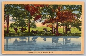 1940s Greetings from Millis, Mass.  Pasture & Cows MA Massachusetts UNP Postcard - Picture 1 of 3
