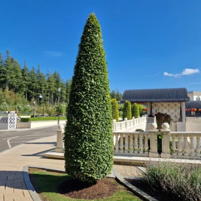 Hornbeam 'Fastigiata' 4-5ft Tall, Carpinus Betulus Tree, In a 2L Pot - Image 1 of 4