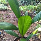 RARE palm licuala grandis with Phytosanitary