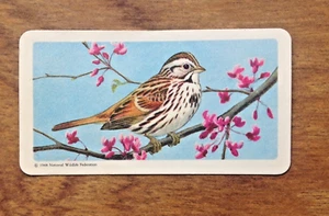 No 2 Song Sparrow Brooke Bond Canada Songbirds of  North America Red Rose Card - Picture 1 of 3