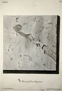 1764 G. W. Knorr (1705-1761); Grand Folio Palaeontology Fossiles Géologie ( IV - Picture 1 of 3
