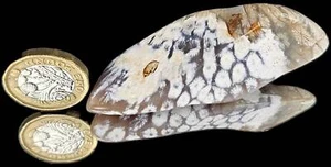 Rare Agate Coral Crystal Fossil - UK Tumblestone (#14) - Picture 1 of 3