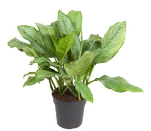 Aglaonema B.J. Freedman - Kolbenfaden - Grünpflanze - Zimmerpflanze - Bild 1 von 1