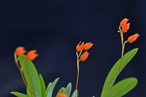 Pleurothallis lanceola orchidea - Zdjęcie 1 z 2