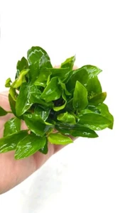 Anubias nana 'Petite' (bunch ) - Picture 1 of 5