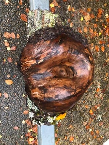 Large Unique and rare Elm Burr - Picture 1 of 13