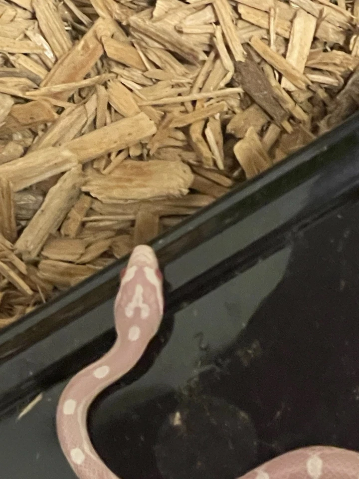 serpiente maíz nieve bebé hembra Foto 1 de 3