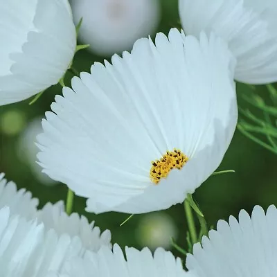 Thompson & Morgan Cosmos Cupcake White Seeds Garden Flower Plant 1 Pack 30 Seeds - Image 1 of 4