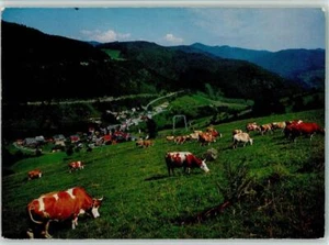 40152688 -  AKU1 Kuh - Bild 1 von 2