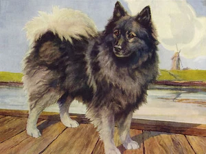 KEESHOND LOVELY DOG GREETINGS NOTE CARD - Picture 1 of 1
