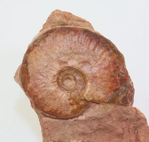 Ammonit, Ancolioceras opalinoides, Jura, Aalen, Belmont, Frankreich -m117 - Picture 1 of 4