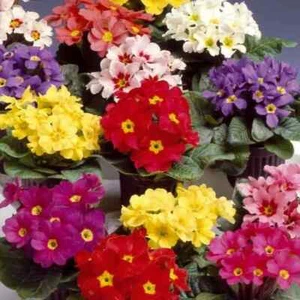 Primrose Primula veris elatior Colossea mixed 110 seeds +FREE PLANT LABEL - Picture 1 of 2