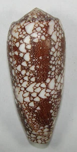 CONUS OMARIA 74,09 mm SUPER AUSWAHL PROBEN Mactaninsel, Philippinen - Bild 1 von 2
