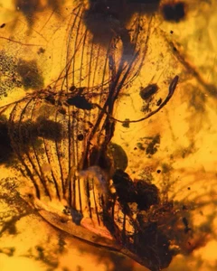 Fósil birmano Burmita Cretácico ámbar Insecto pluma fósil ámbar Myanmar - Imagen 1 de 8