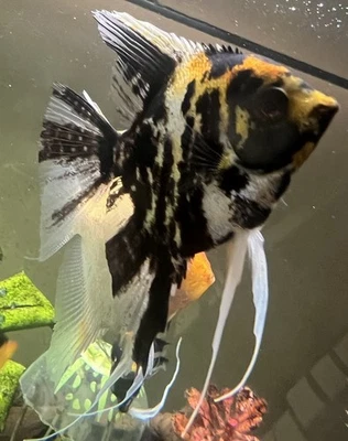 Pez ángel adulto mármol oscuro (aprox. 3+ pulgadas de diámetro) - 1 paquete Foto 1 de 3