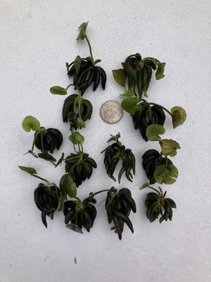 10 Sm Aquatic Banana Plants - Image 1 of 2