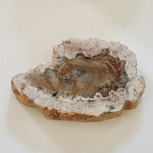 KCGS versteinerte Holzplatte aus Madagaskar US VERKÄUFER #0141 - Bild 1 von 9