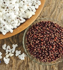 Organic Heirloon Popcorn Seeds, Strawberry  Ornamental WhitePopCorn  200 seeds - Picture 1 of 3