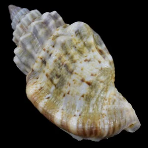 STROMBUS (Kanarium) LABIATUM (Schwarze Insel, Philippinen) 32,7 mm #31789 - Bild 1 von 4