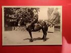 Altes Foto antik Mann Blumen Pferd Ross man flowers horse nice old Photo art