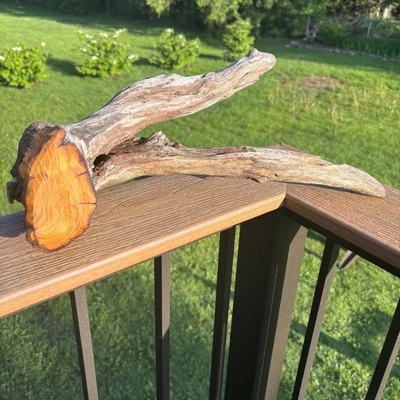 天然漂流木 15x6 英寸 – 独一无二、水族箱、露台或乡村装饰 — 第 1/4 张图片