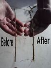 Aussie,Hybrid ,Salix,Willow,Tree,cuttings,TWIGS,20 pieces, BUY 2 GET ONE FREE