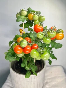 Bonsai Micro Dwarf Tomato, 20CM/8" Tall (solanum lyc.) - Picture 1 of 7
