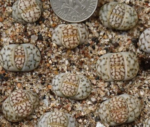 Plant -one- Lithops julii C205 × C183 - Picture 1 of 6