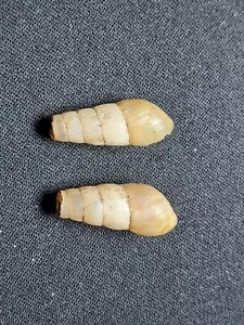 #1968 Pair of Rumina Decolilata 21mm-22mm land snail shells Mesa, Az. coll. 1957 - Picture 1 of 4