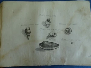 INCISIONE MALACOLOLOGIA-CONCHIGLIOLOGIA-COCHLEA-CONCHIGLIE-'700-RARO - Picture 1 of 2