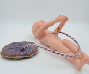 1:1 size Neonatal umbilical cord nursing model Placental infant teaching model - Picture 1 of 4