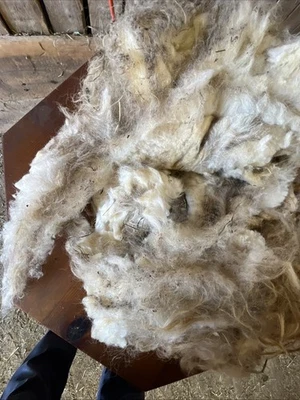 Icelandic fleece Really NICE, Raw unwashed, unskirted, 2.0  lbs - Image 1 of 4