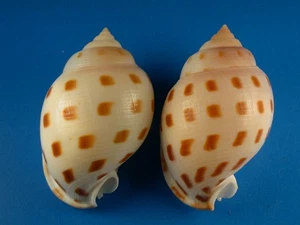 Semicassis bisculata, Pair, Great Pattern, 58-59mm, Philippines Shell G439 - Picture 1 of 2